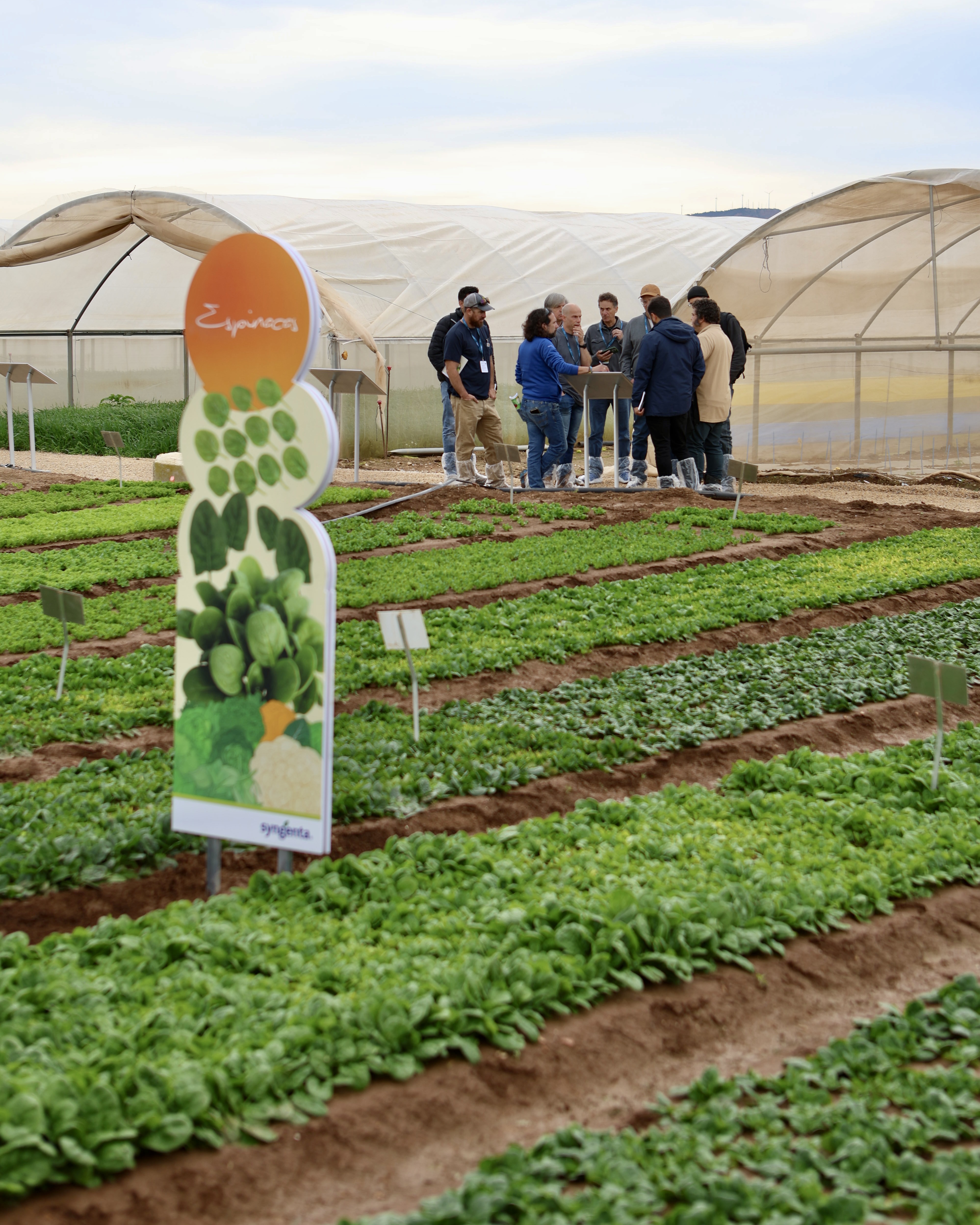 Demo Days Salads 2026