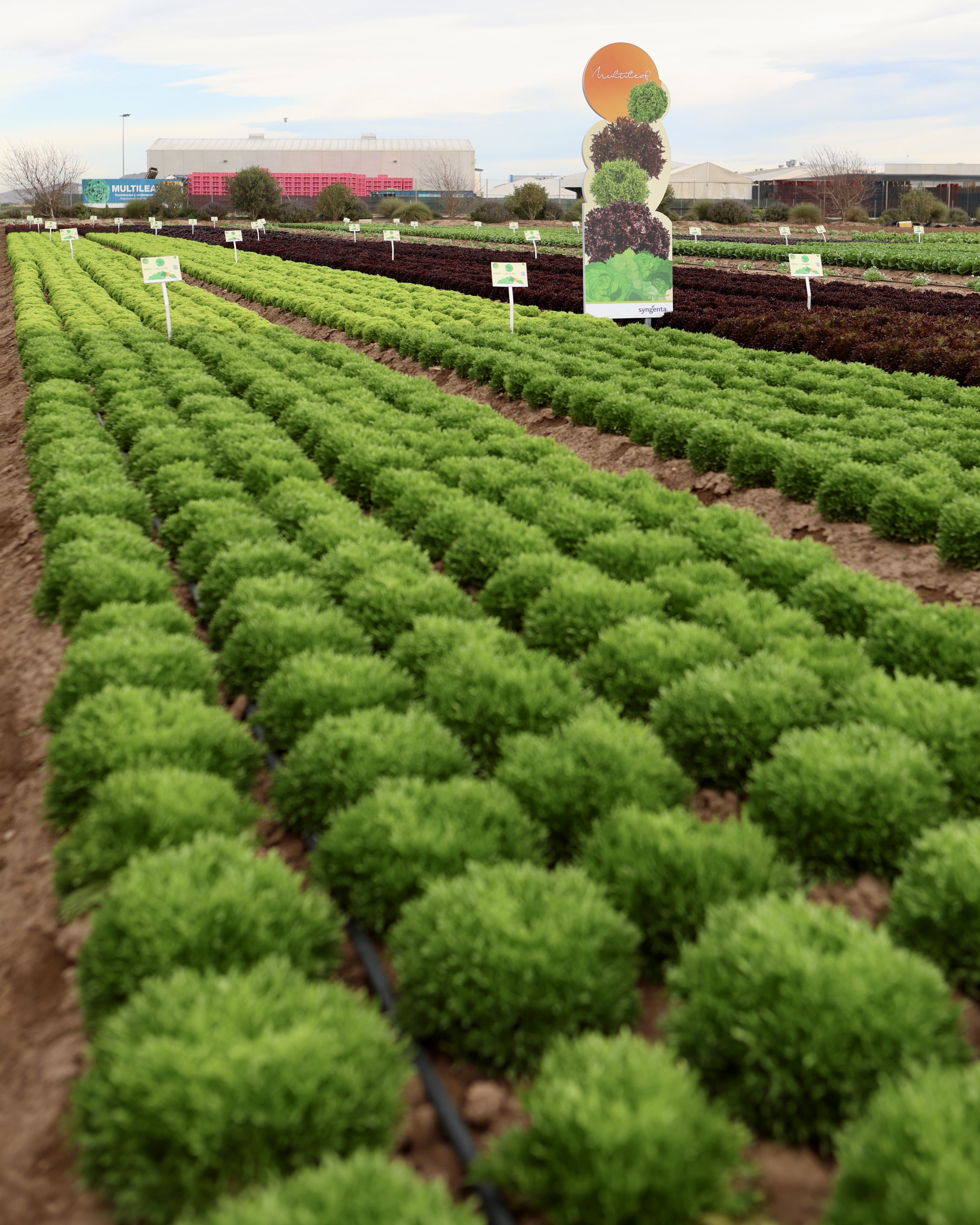 Demo Days Salads 2026