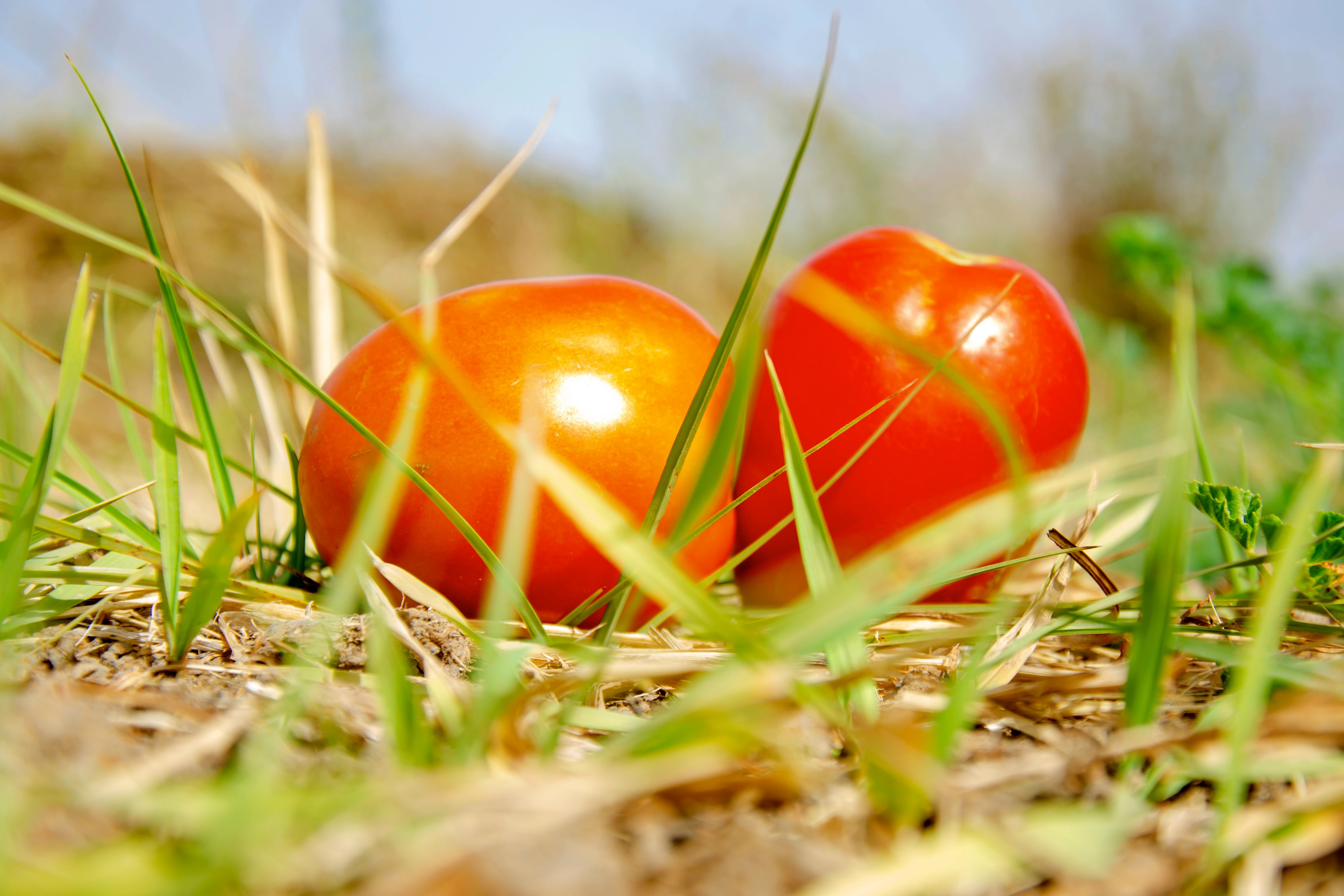 Tomatos | Syngenta Vegetable Seeds Zimbabwe