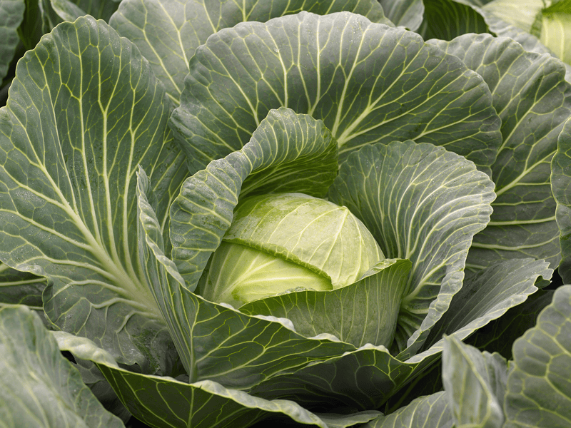 KILACEES - Variety White Cabbage | Syngenta Vegetable Seeds US