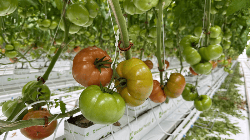 QUALI T 99 - Variety Tomato | Syngenta Vegetable Seeds US
