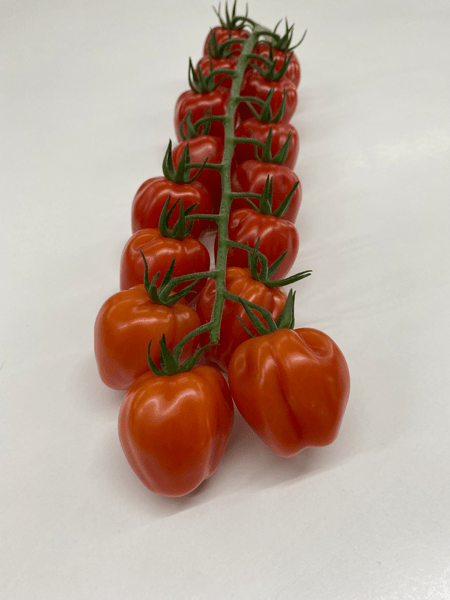 CL9669 - Variety Tomato | Syngenta Vegetable Seeds Australia