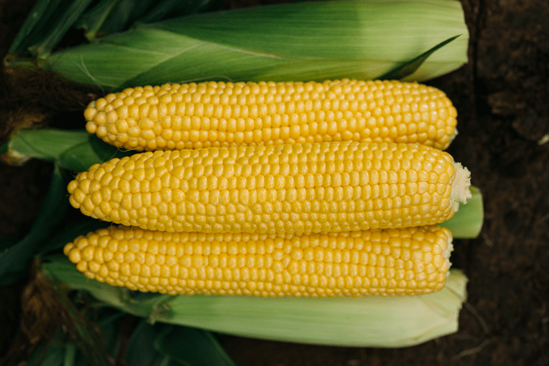 webimage-3511R-Sweetcorn.png