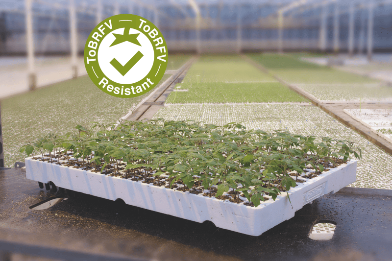 KRONOSOR - Variety Rootstock | Syngenta Vegetable Seeds US