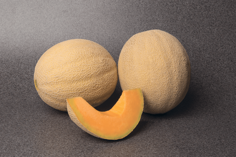 MS4313 - Variety Melon | Syngenta Vegetable Seeds US