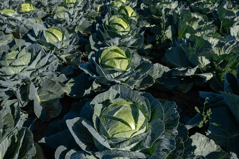 KILAZOL - Variety White Cabbage | Syngenta Vegetable Seeds United