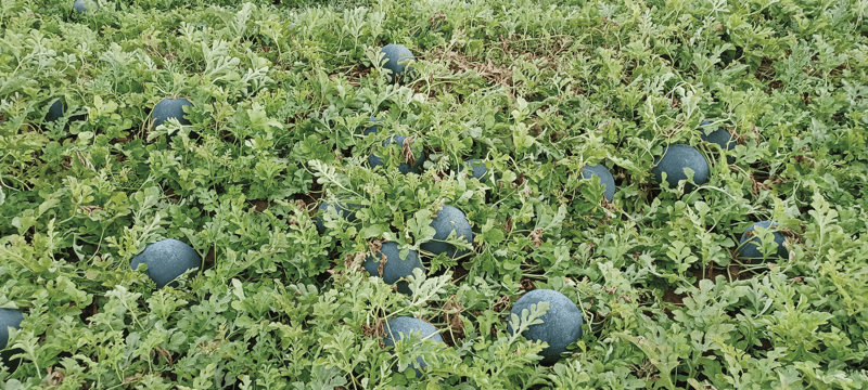 Semi Di Anguria Bio – 200 Pezzi Di Varietà Antica, Rustica Per Balcone, Giardino E Aiuole