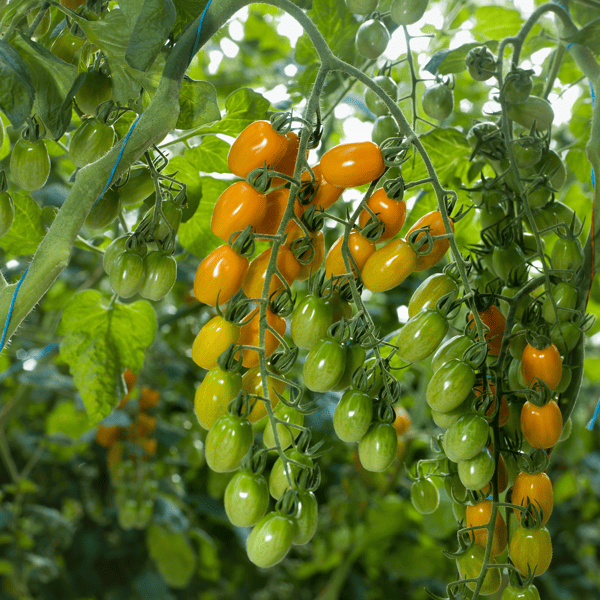 ROMINDO - Ras Tomaat | Syngenta Groentezaden
