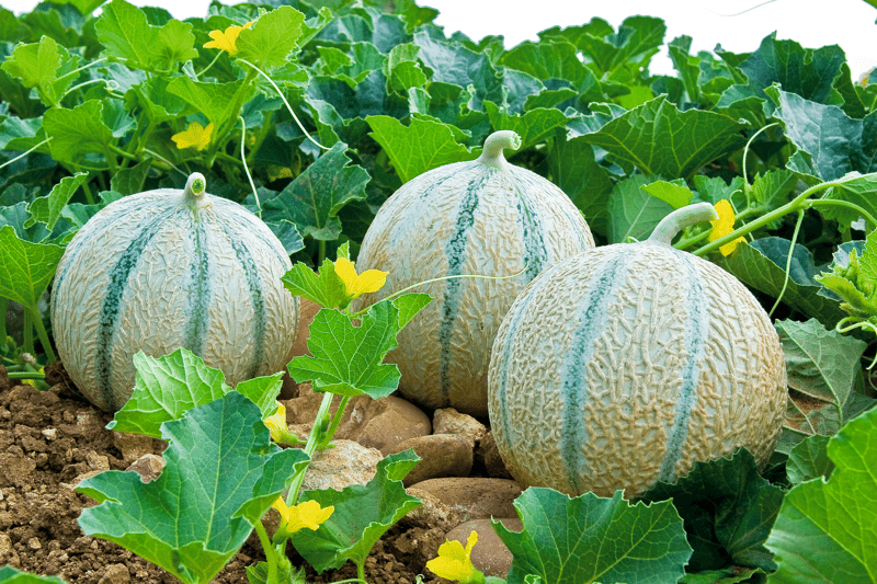 MC18584 - Variedad Melón | Syngenta Semillas de Hortícolas