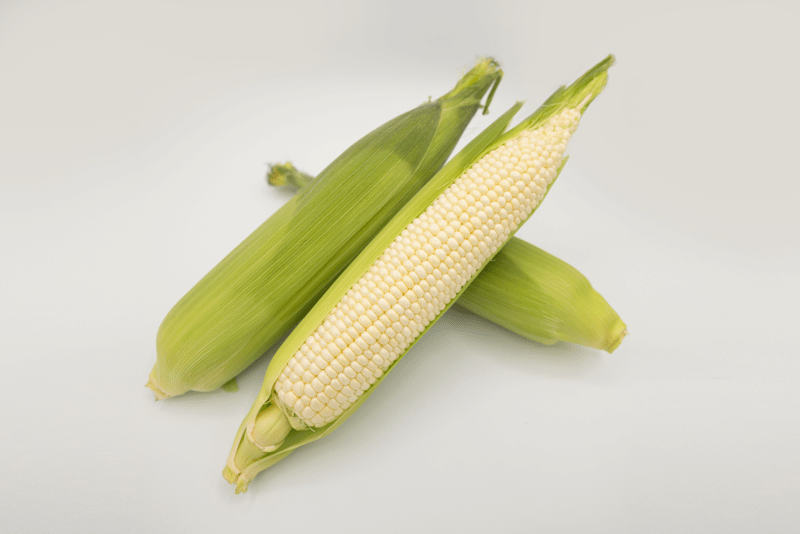 MILKY WAY - Variety Sweet Corn | Syngenta Vegetable Seeds US