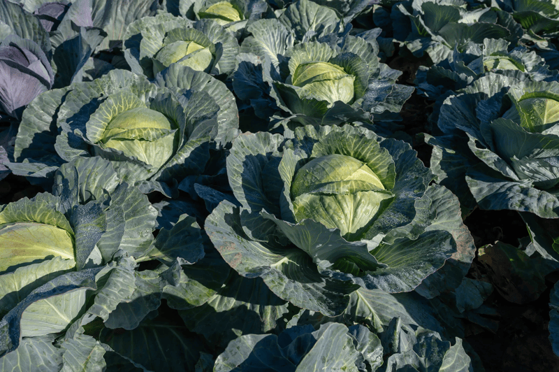 KILAZOL - Variety White Cabbage | Syngenta Vegetable Seeds United