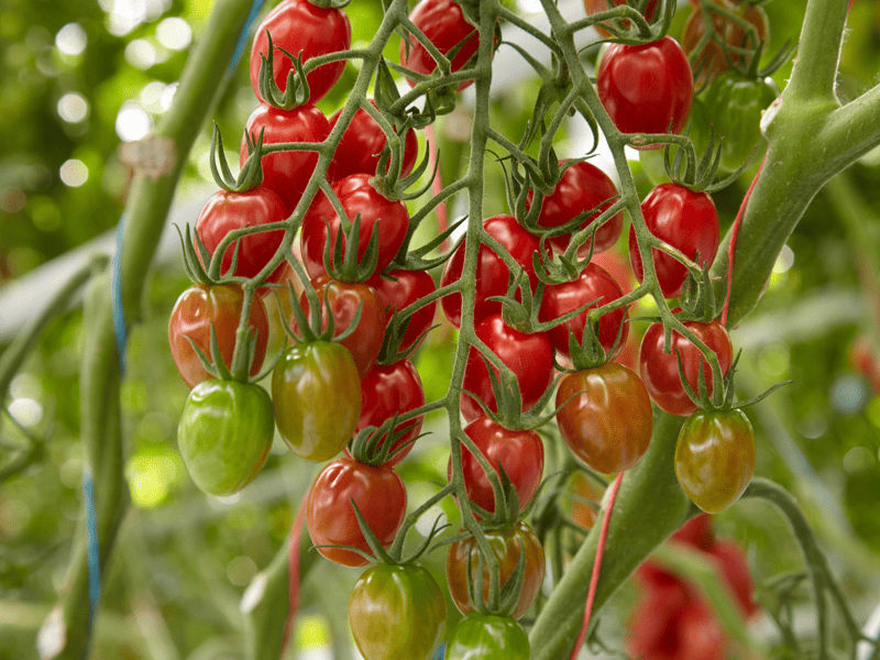CL9669 - Variety Tomato | Syngenta Vegetable Seeds Australia