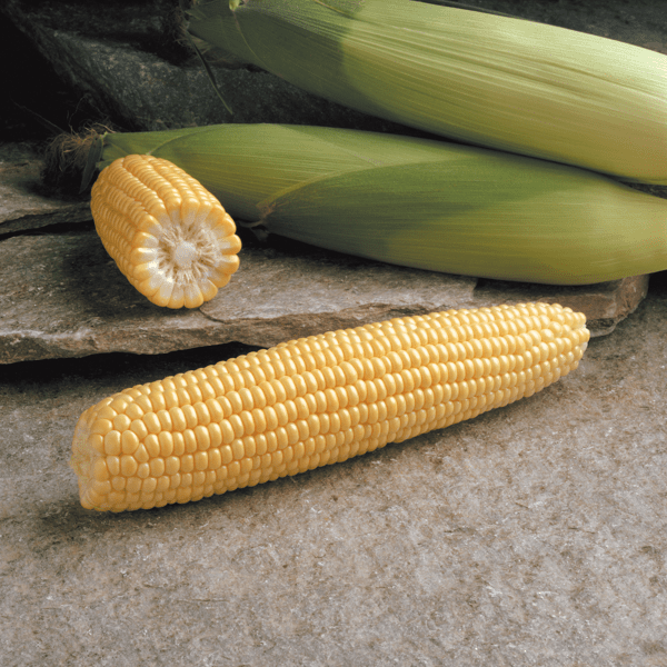 GSS3287 / OVERLAND - Variety Sweetcorn | Syngenta Vegetable Seeds