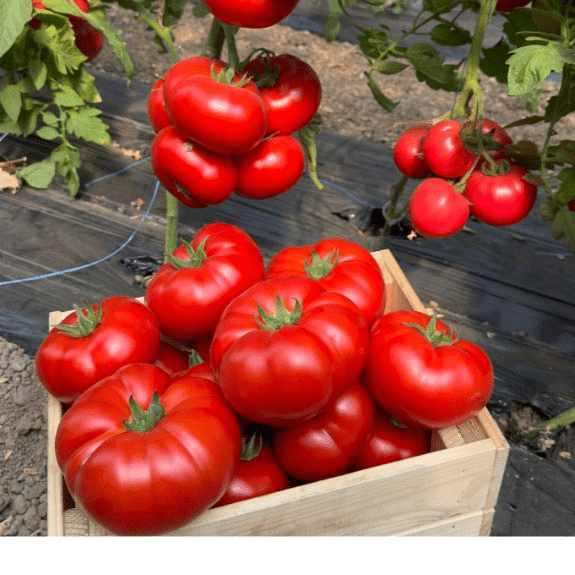 KM5512 - Semințe Tomate | Syngenta Semințe de Legume România