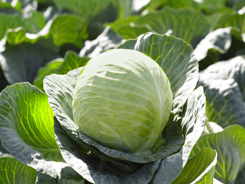 KILACEES - Variety White Cabbage | Syngenta Vegetable Seeds US