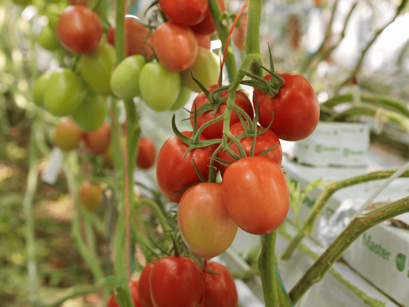 CL9669 - Variety Tomato | Syngenta Vegetable Seeds Australia