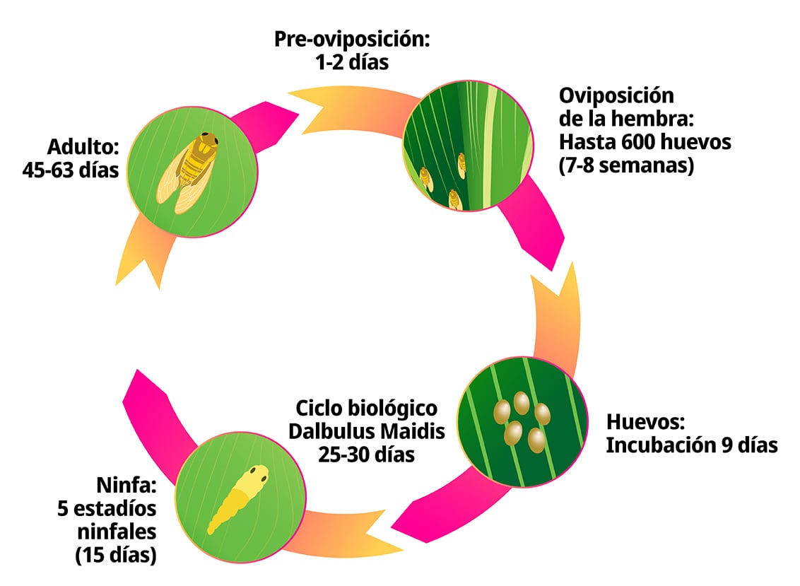 ciclo de vida
