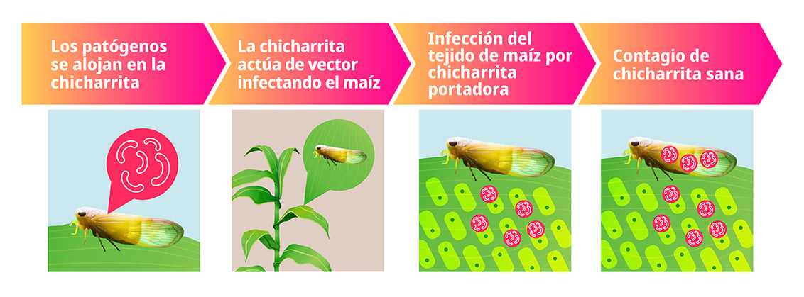 Ciclo de vida2