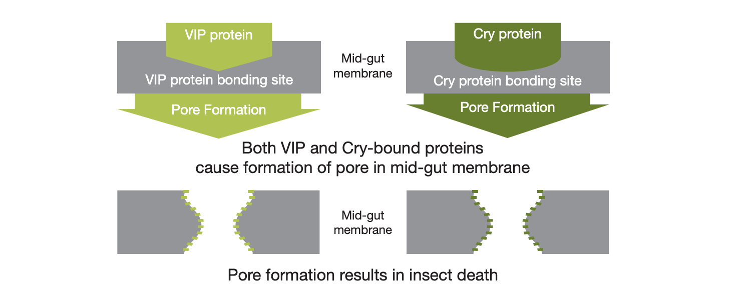 VIP and Cry-bound proteins 