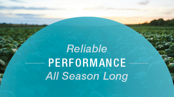 High yield potential varieties