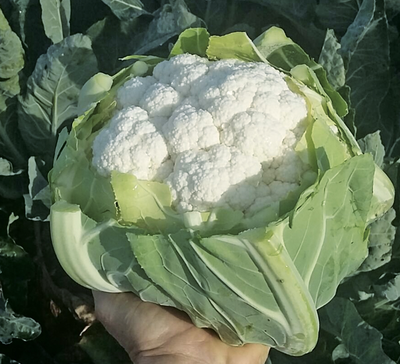 webimage--Cauliflower-Alfeen-SGC4026.png