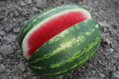webimage-Watermelon-CANDICE-Peloponesse-Greece-5.png