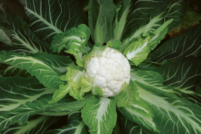 webimage-Cauliflower-PAMYROS-Greece.png