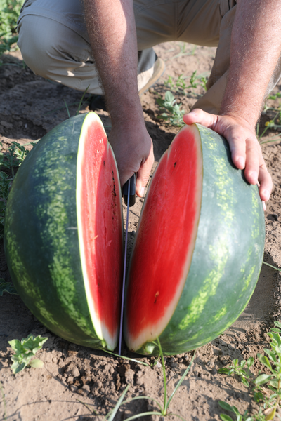 webimage-Watermelon-ROMAN-Greece-1.png