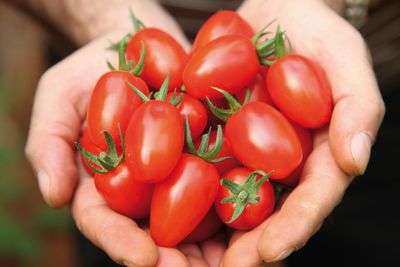 webimage-Tomato-ANGELLE-Greece-handful-of-fruits.png