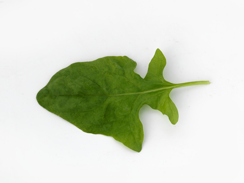 webimage-Spinach-LSPH20-0047-14344.png