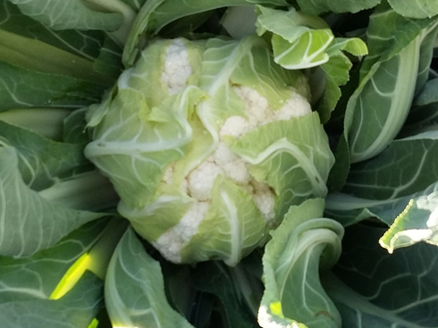 webimage-Cauliflower-ALFEEN-Greece.png