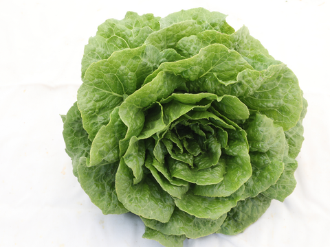 webimage-Lettuce-Romaine-INTEGRAL-3.png