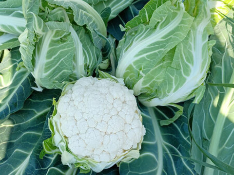 webimage-Cauliflower-BRAVEN-1.jpg