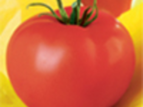 webimage-Airton-Tomato.png