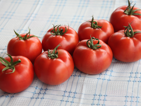 webimage-Tomato-Indeterminate-TORRY-Greek-Salad-4.png