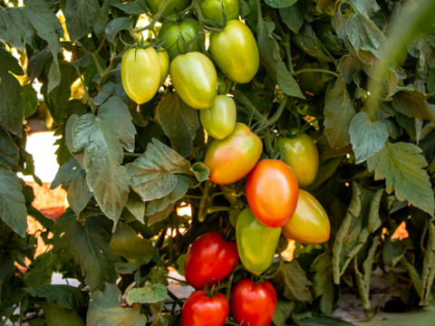 webimage-Caniati-Tomato-field-images.png