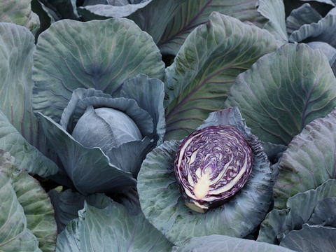 webimage-Red-Cabbage-SGX0075-14816.png