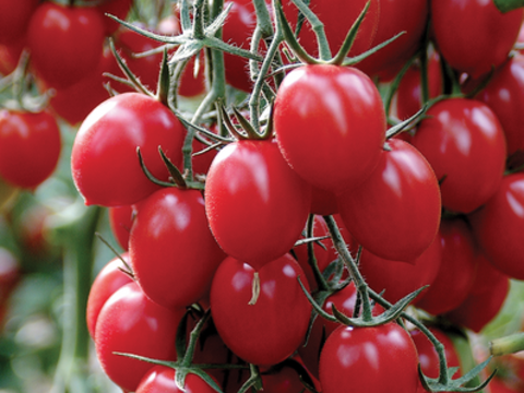 webimage-Tomato-Piccadilly-2.png