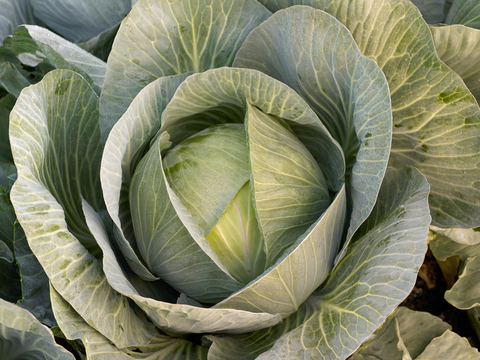 webimage-Marconi_SGW0443_NL_White-CAbbage_2018-3-jpg.png