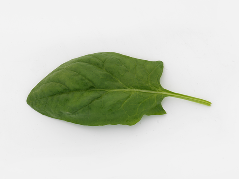 webimage-Spinach-LSPH20-0043-14268.png