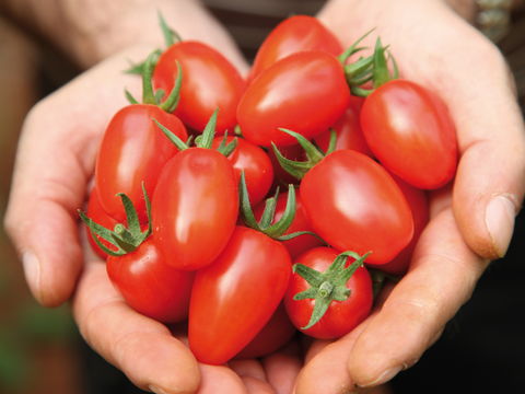webimage-Tomato-ANGELLE-Greece-handful-of-fruits.png