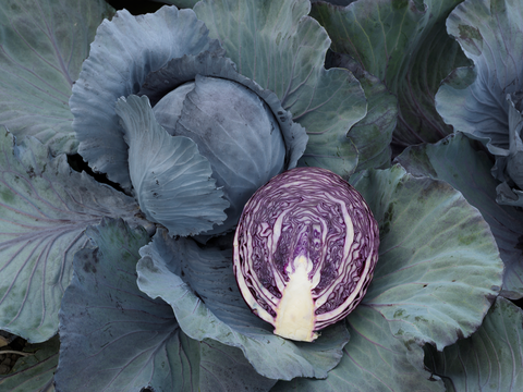 webimage-Red-Cabbage-SGX0084-14846.png