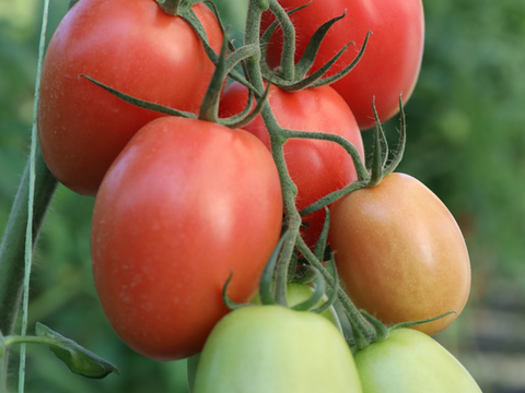 webimage-Tomato-Indeterminate-BACALAR-Greece.png