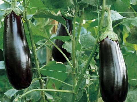 eggplant