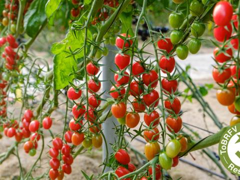 Syngenta baby plum tomatoes with ToBRFV resistance