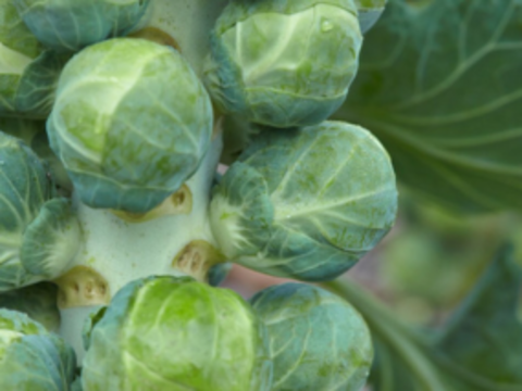 Brussels Sprouts Thumbnail