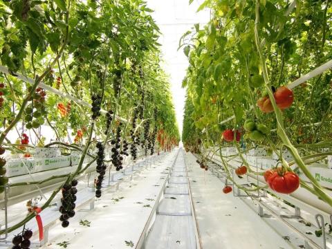 Демонстраційний центр Tomato Vision