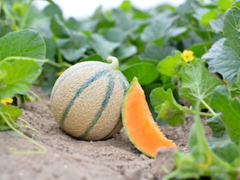 article_melons