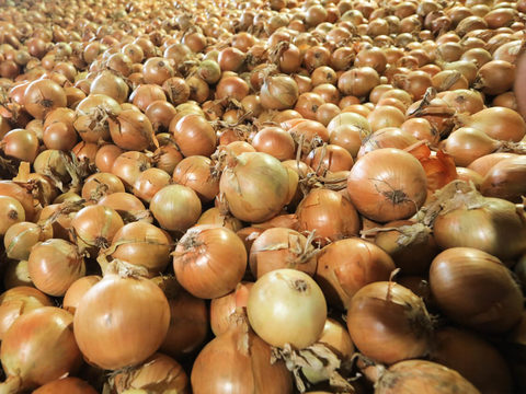 Co na rynku cebuli? Ceny, trendy, rokowania