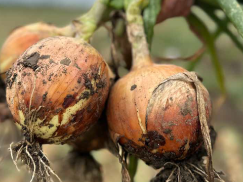 Onion Agreement Main Image